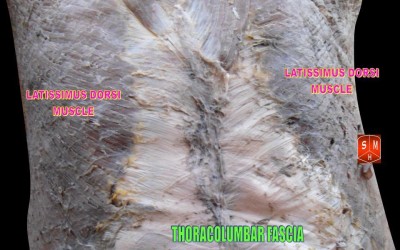 The Fascinating Fascia