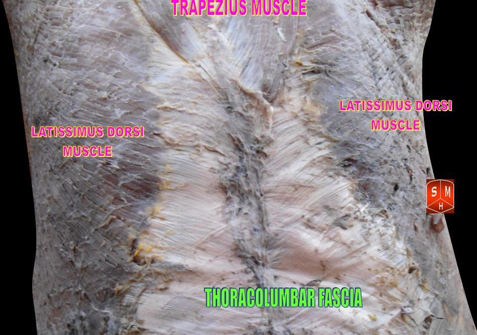 The Fascinating Fascia